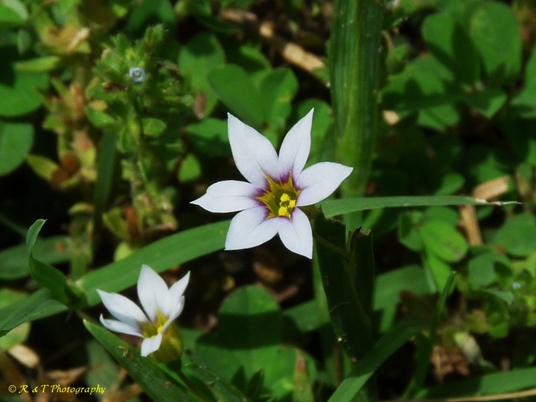 {Sisyrinchium rosulatum}